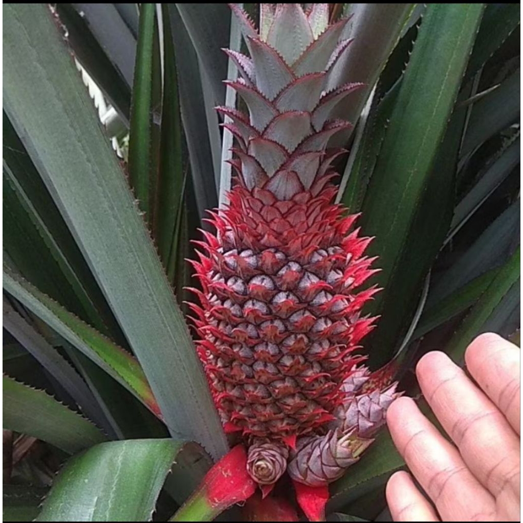 

Buah Nanas merah segar 1 butir