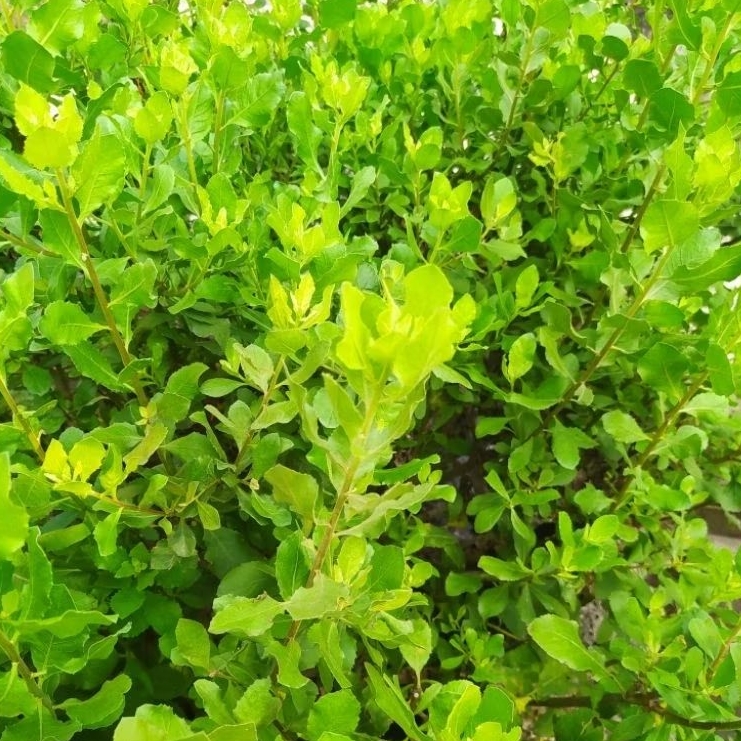 

DAUN BELUNTAS SEGAR PER BUNGKUS/DAUN BELUNTAS PENGOBATAN/ DAUN LUNTAS