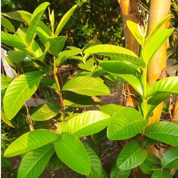 

DAUN JAMBU SEGAR /DAUN JAMBU UNTUK PENGOBATAN DIARE