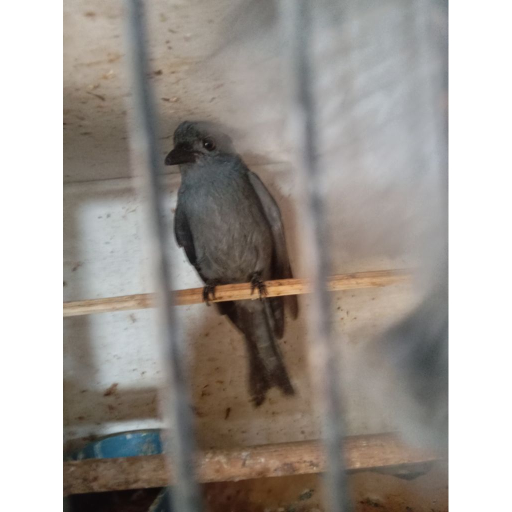 

Sri gunting abu pilihan