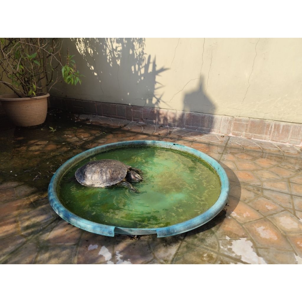 Kura kura Brazil Dewasa /Jumbo