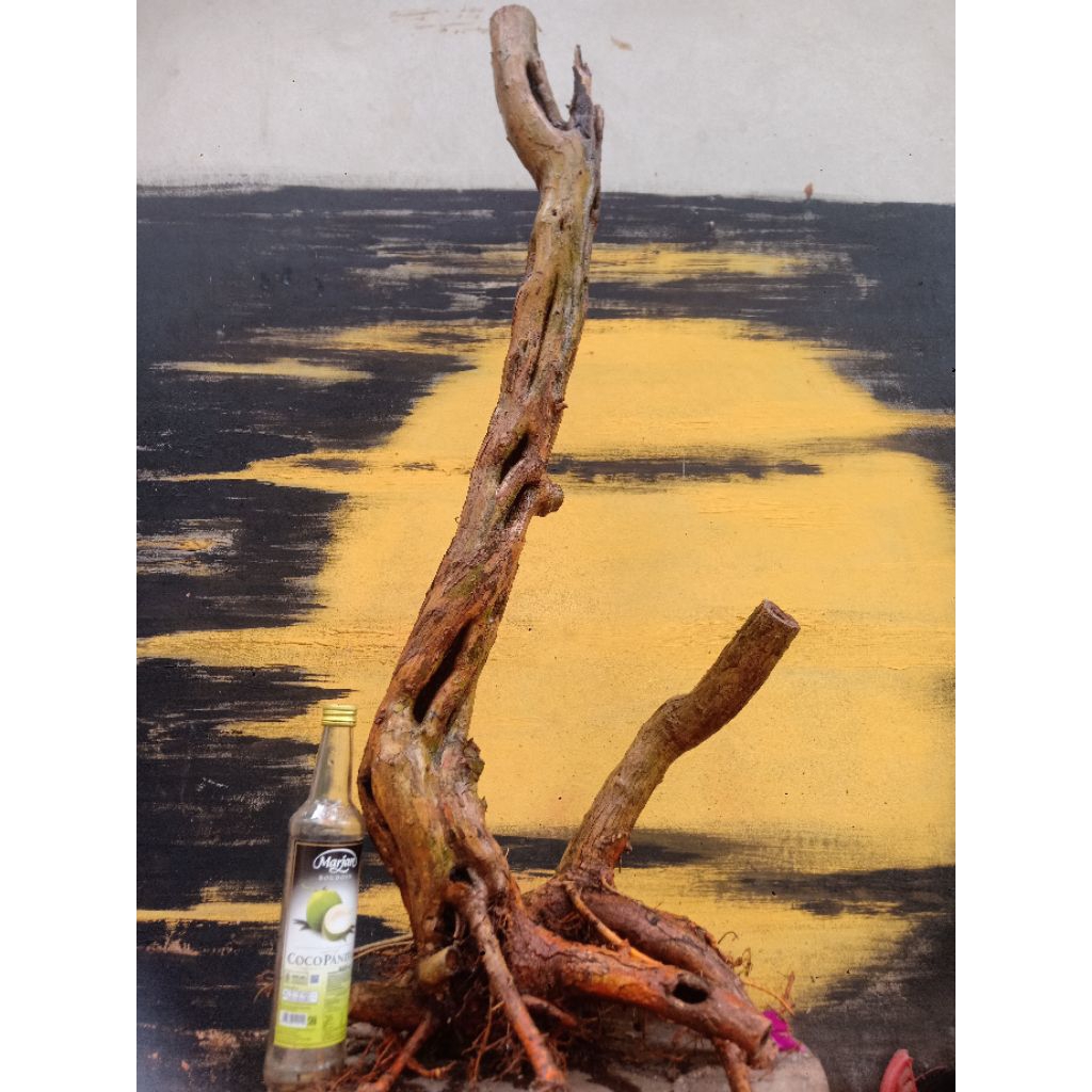 BAHAN BONSAI SISIR KALIAGE TWIN ISTIMEWA