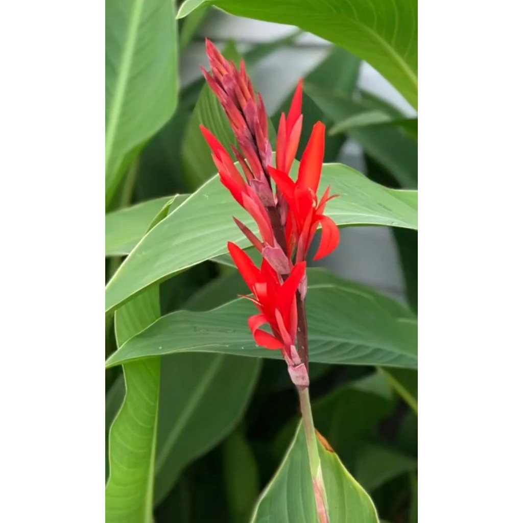 Bibit Tanaman Canna Lily Merah(tanaman hidup)