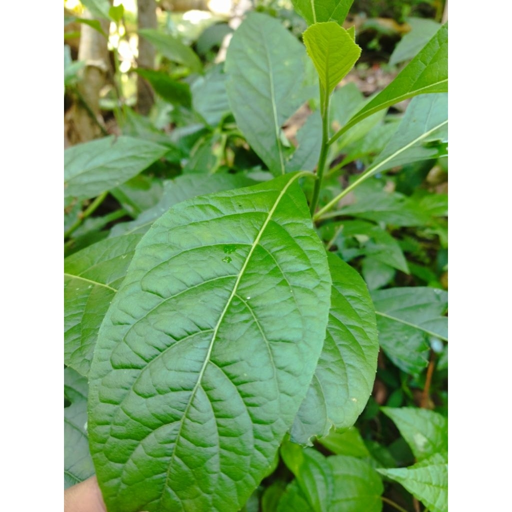 

Daun Afrika segar penurun kolesterol dan struk