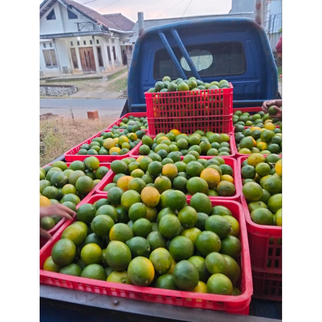 

JERUK LEMON CALIFORNIA HIJAU PUJON MALANG 1KG (ISI 7-8 BUAH)