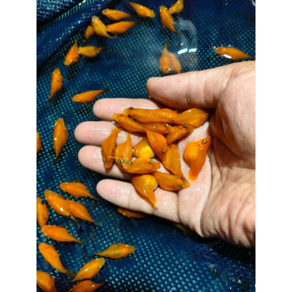 molly marble balon indukan isi 20 ekor siap bertelur