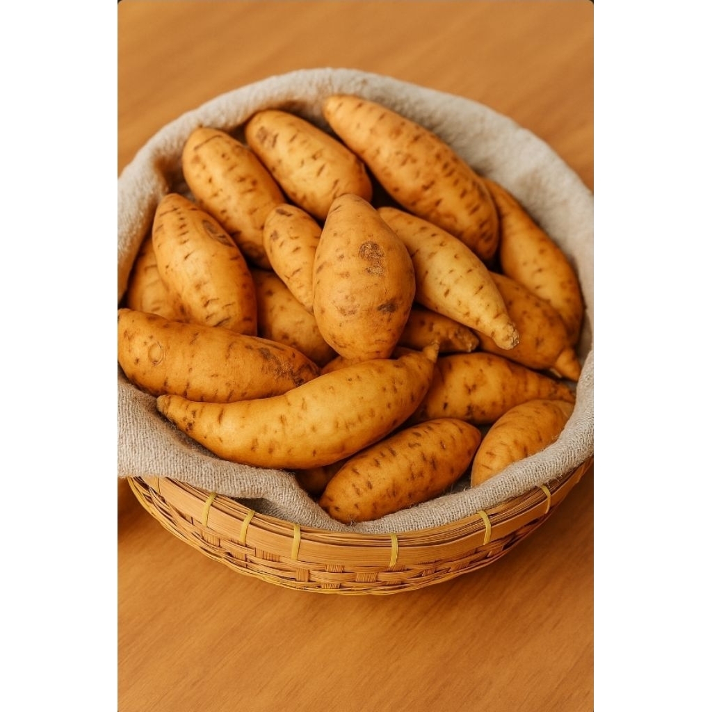 

ubi madu asli cilembu