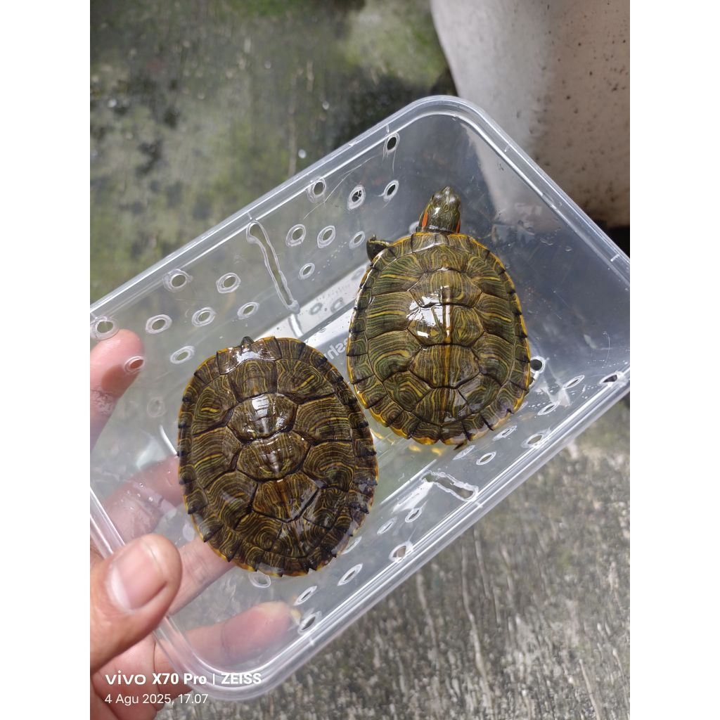 Kura Air Res Brazil Medium