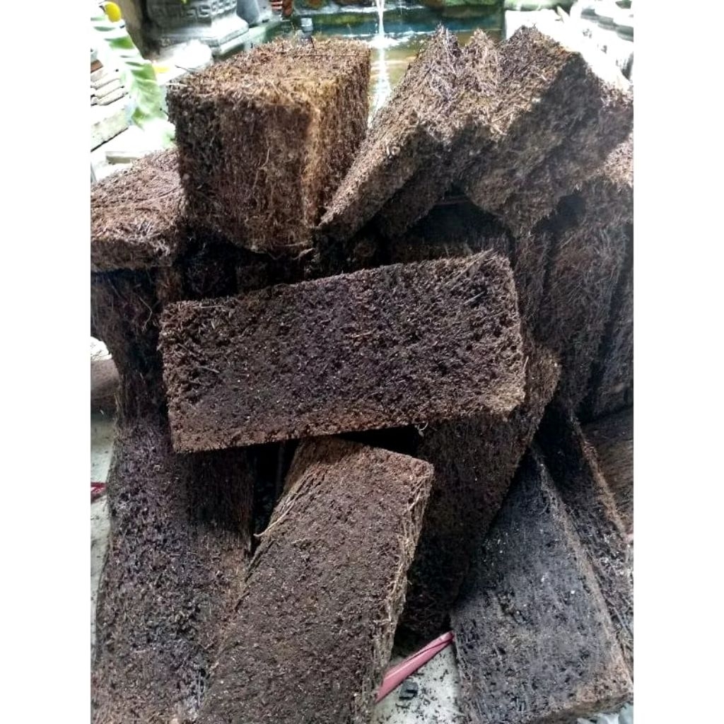 PAKIS PAPAN KALTENG /PAKIS PAPAN MEDIA ANGGREK