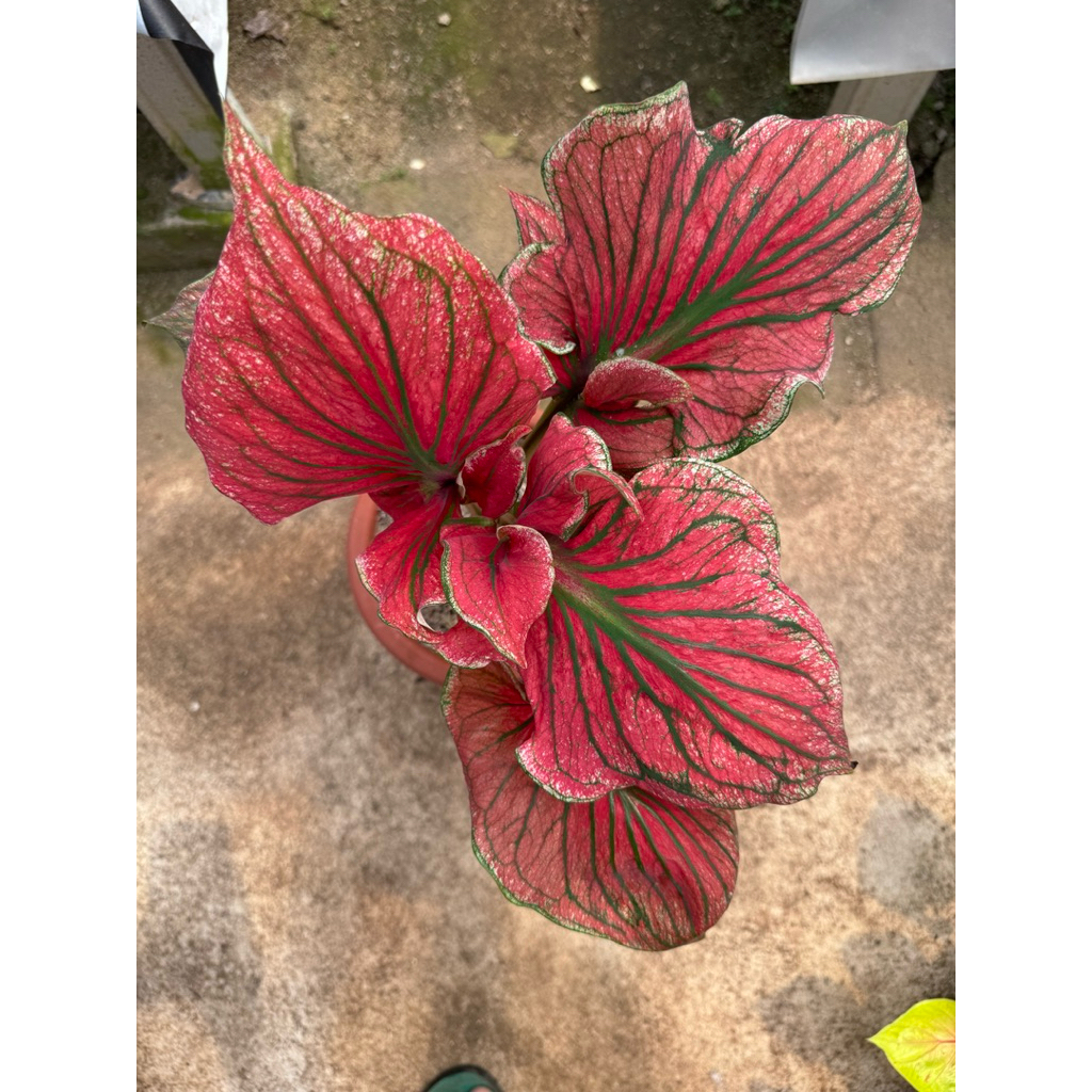 Caladium Super Red Ceria