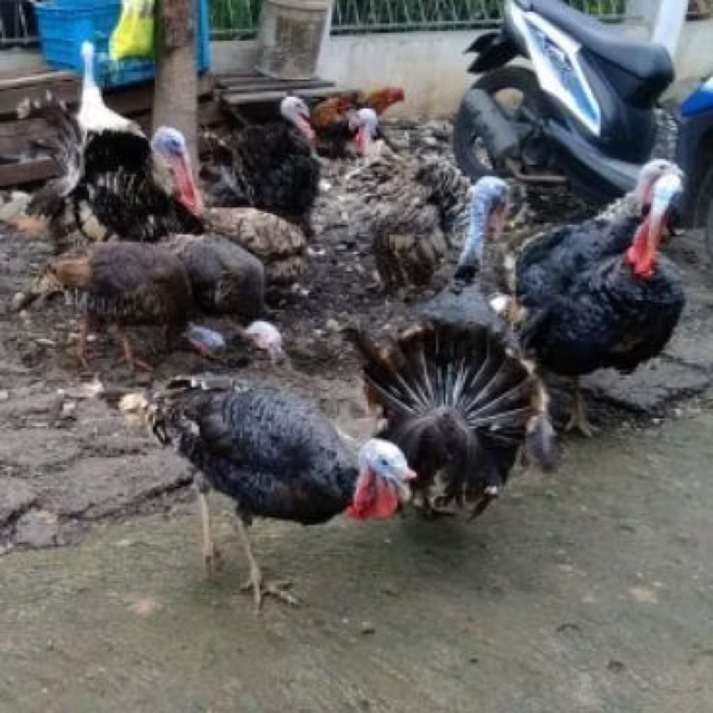 ayam kalkun pilihan super jumbo dewasa