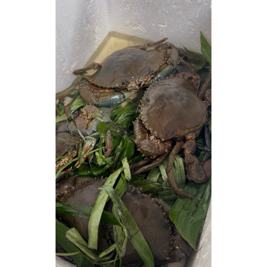 

Kepiting HIDUP Betina Telur 1kg. Ukuran 600-800gram/ekor