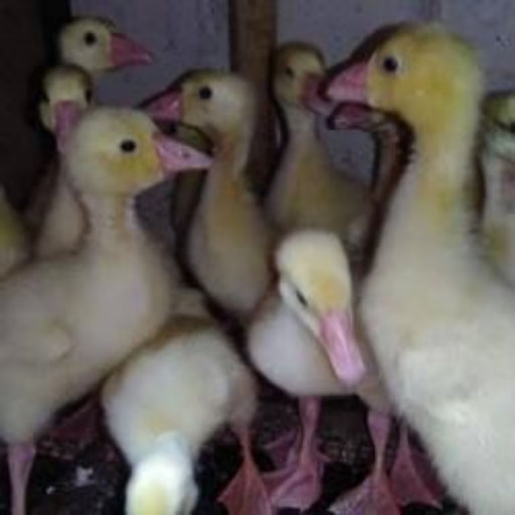 angsa/ soang anak pilihan