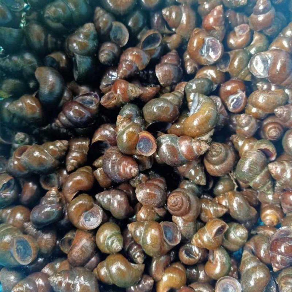 

Tutut sungai/Tutut sawah 500 gram