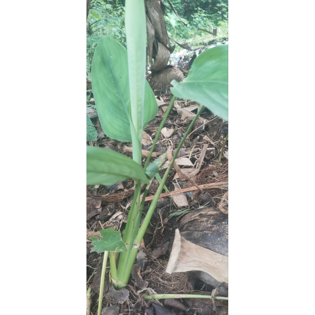 

akar dan beti tarigu