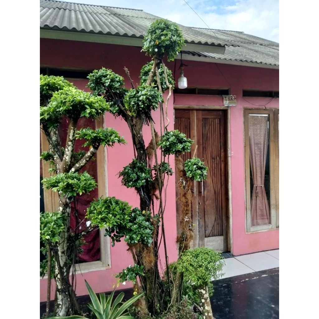 beringin dolar Korea mikro tinggi 2,5meter