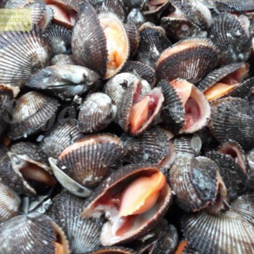 

Kerang Bulu Segar 1 kg (Seafood Segar)
