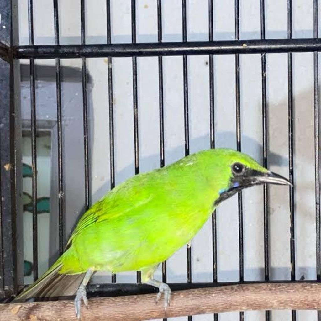 cak ijo mini pilihan jantan super