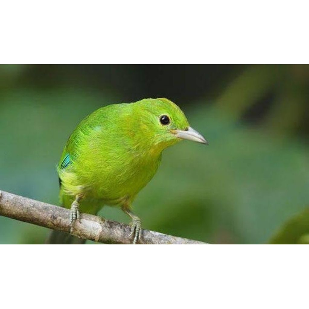 cak ijo mini betina pilihan rawatan