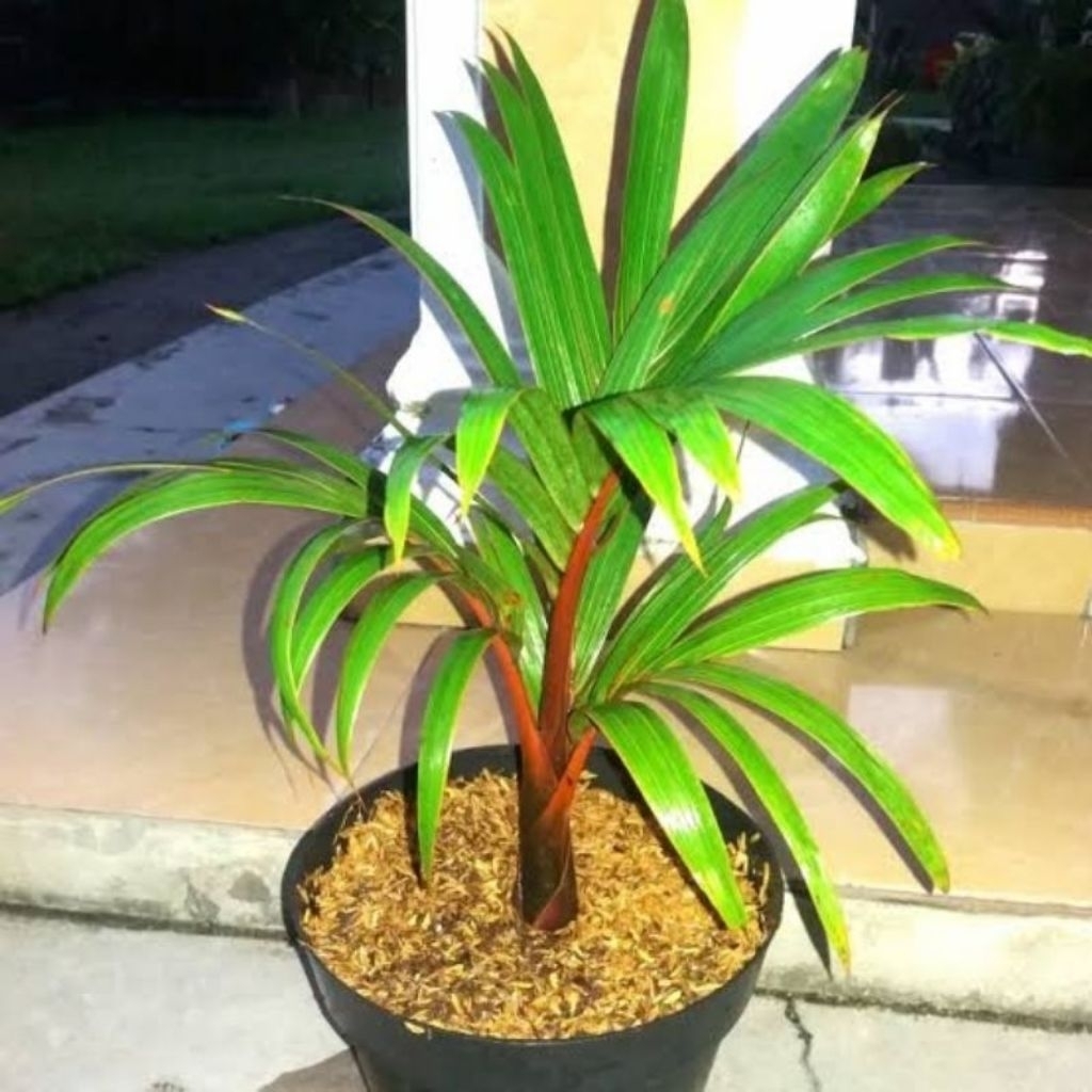 Tanaman hias palem botol merah - tanaman palem botol mini