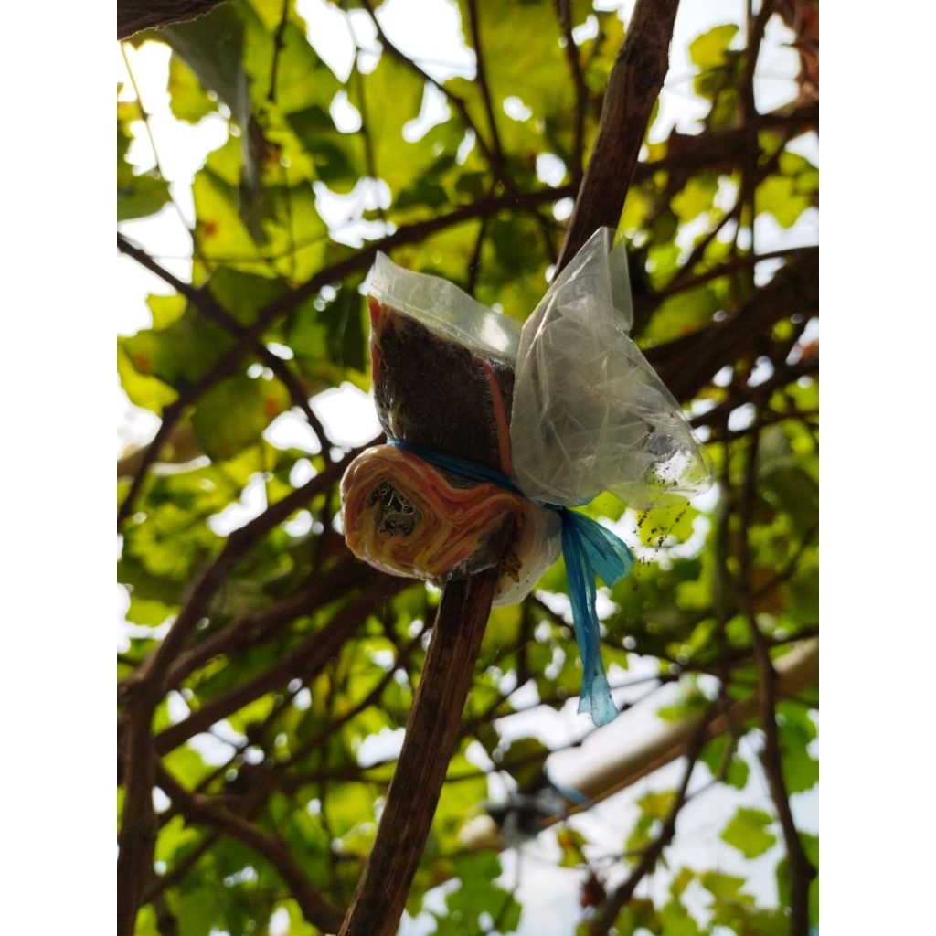 Cangkok anggur alfonso