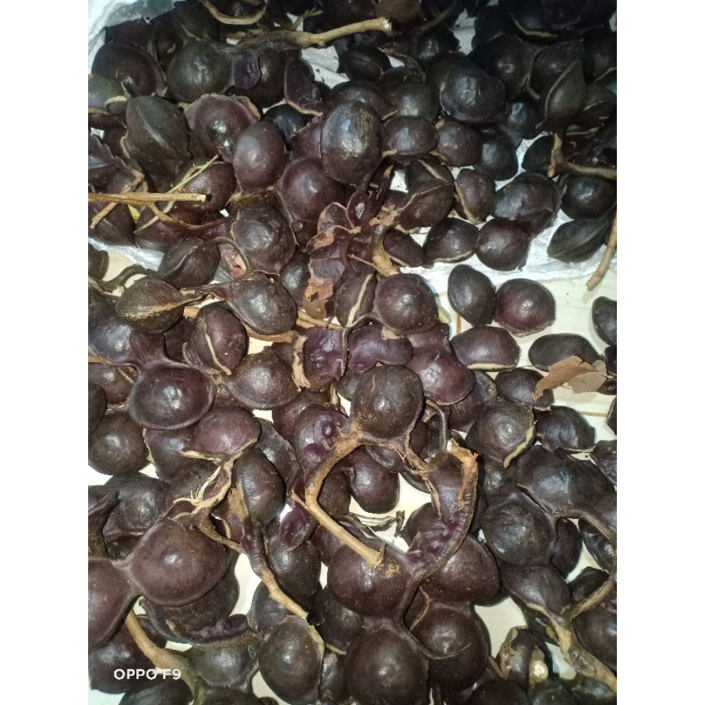 

Jengkol Tua Masih Kulit 1kg Lampung Timur