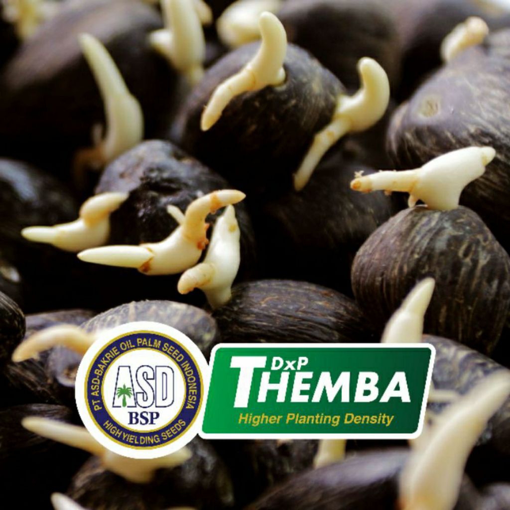 TERLARIS SAWIT THEMBA BERKUALITAS SUPER UNGGUL DAN BERSERTIFIKAT (250)