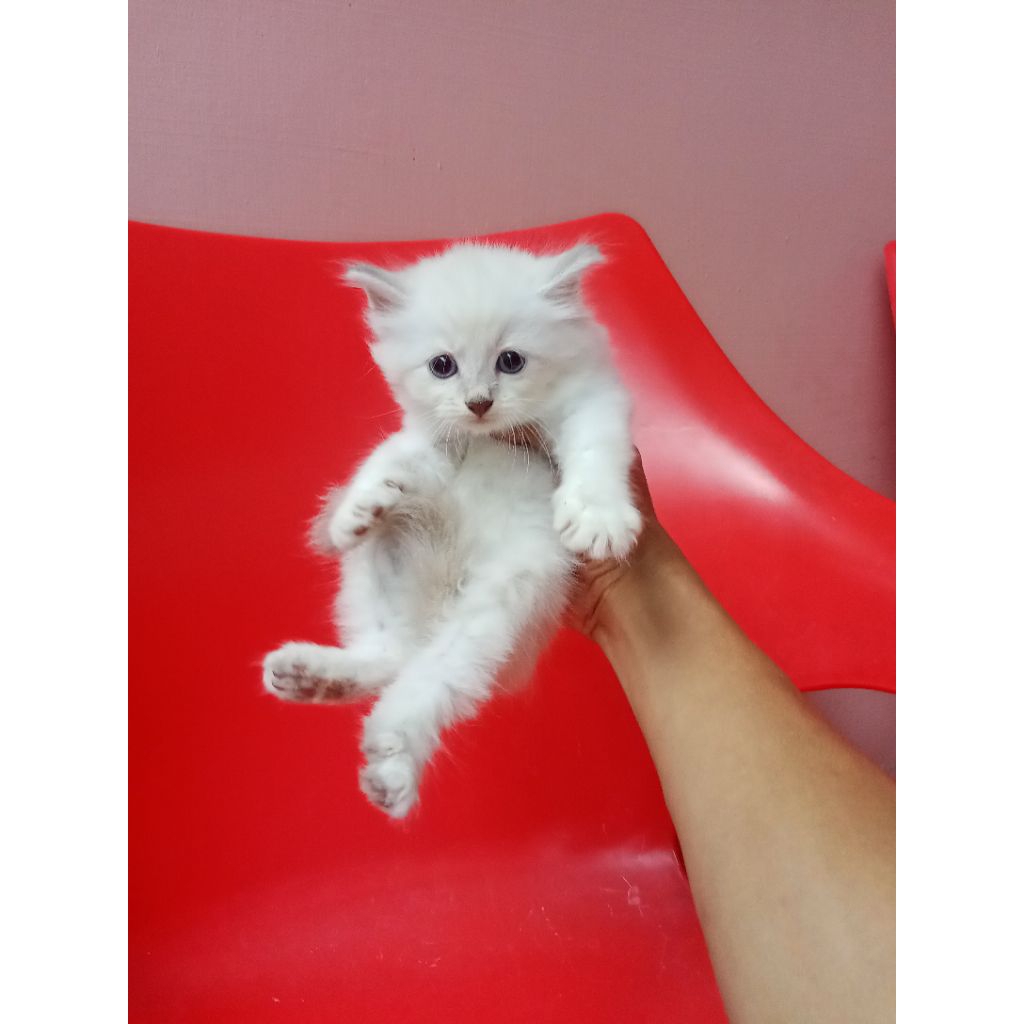 kitten betina Himalaya 2bln