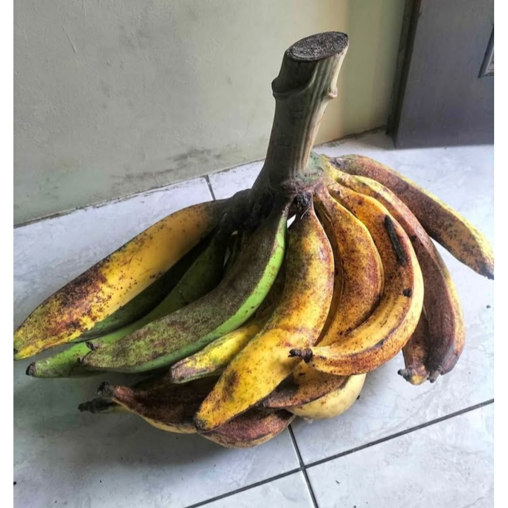 

2 Kg Pisang Tanduk Byar Super Asli Lereng Muria