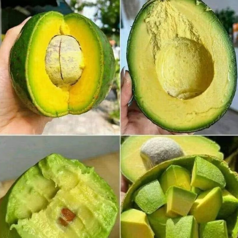 

ALPUKAT MENTEGA JUMBO SUPER / 1KG ISI 3-4 KIRIM MENTAH