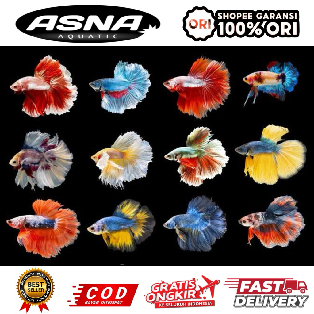 paket isi 20pcs bonus 5pcs cupang halfmoon