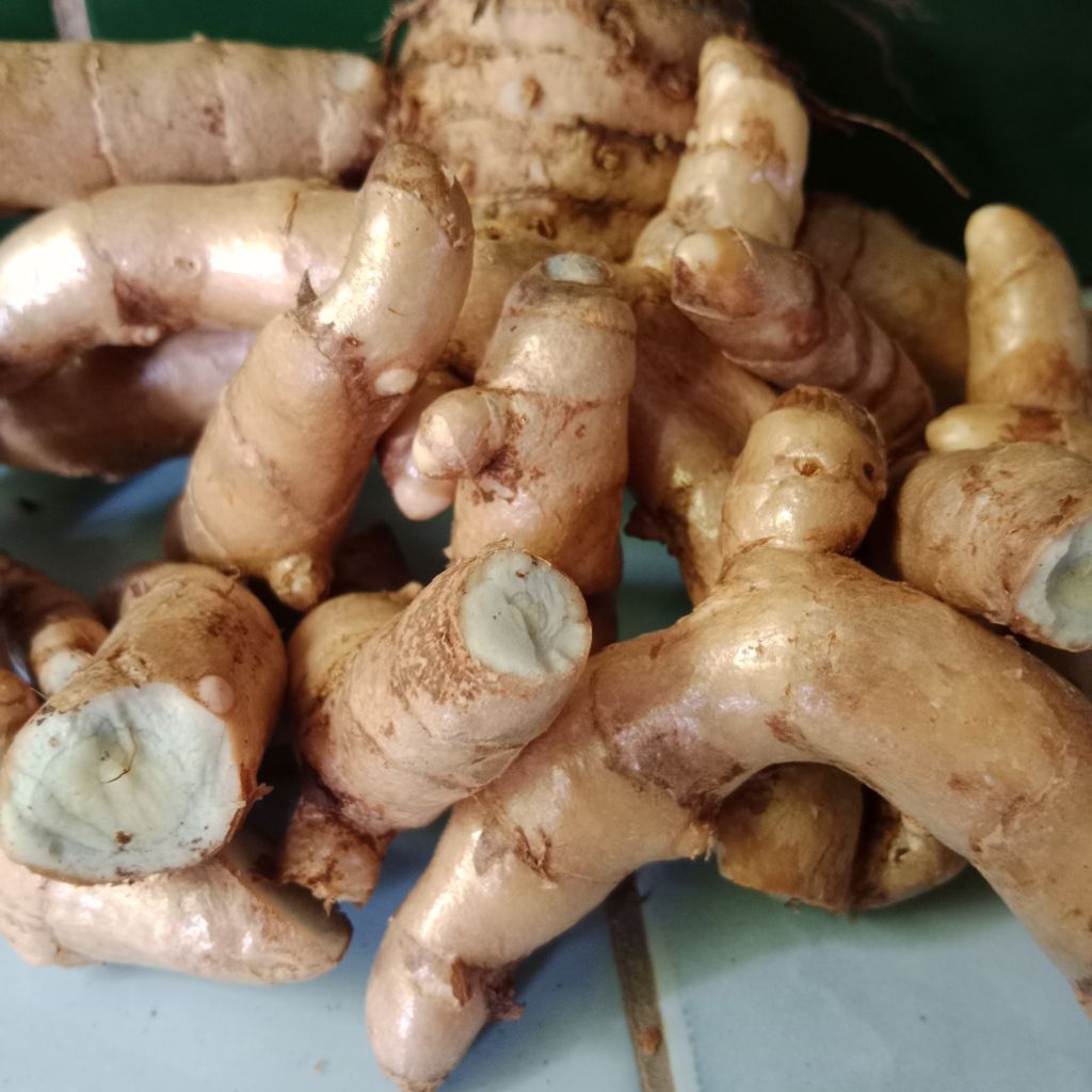 

temu hitam / temu ireng fresh asli hidup liar di hutan 100% organik