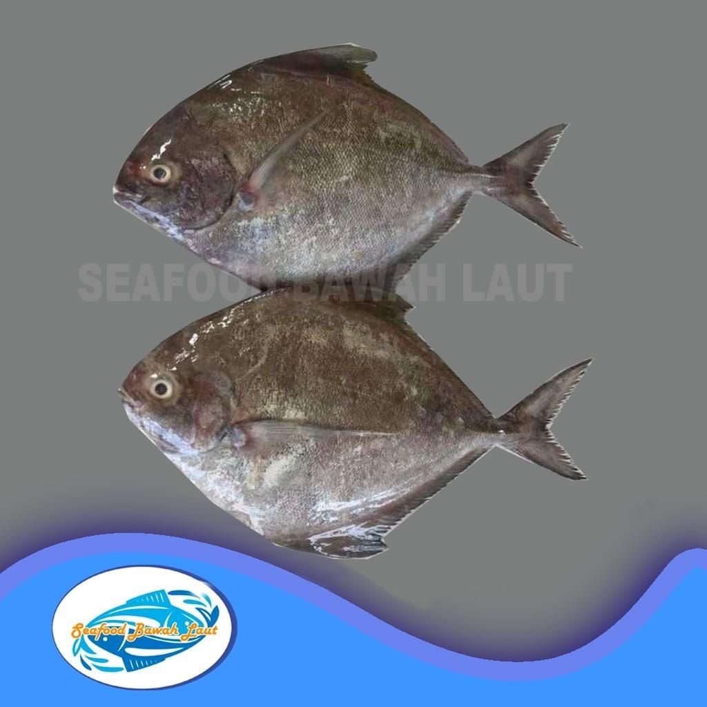 

bawal hitam laut 1kg