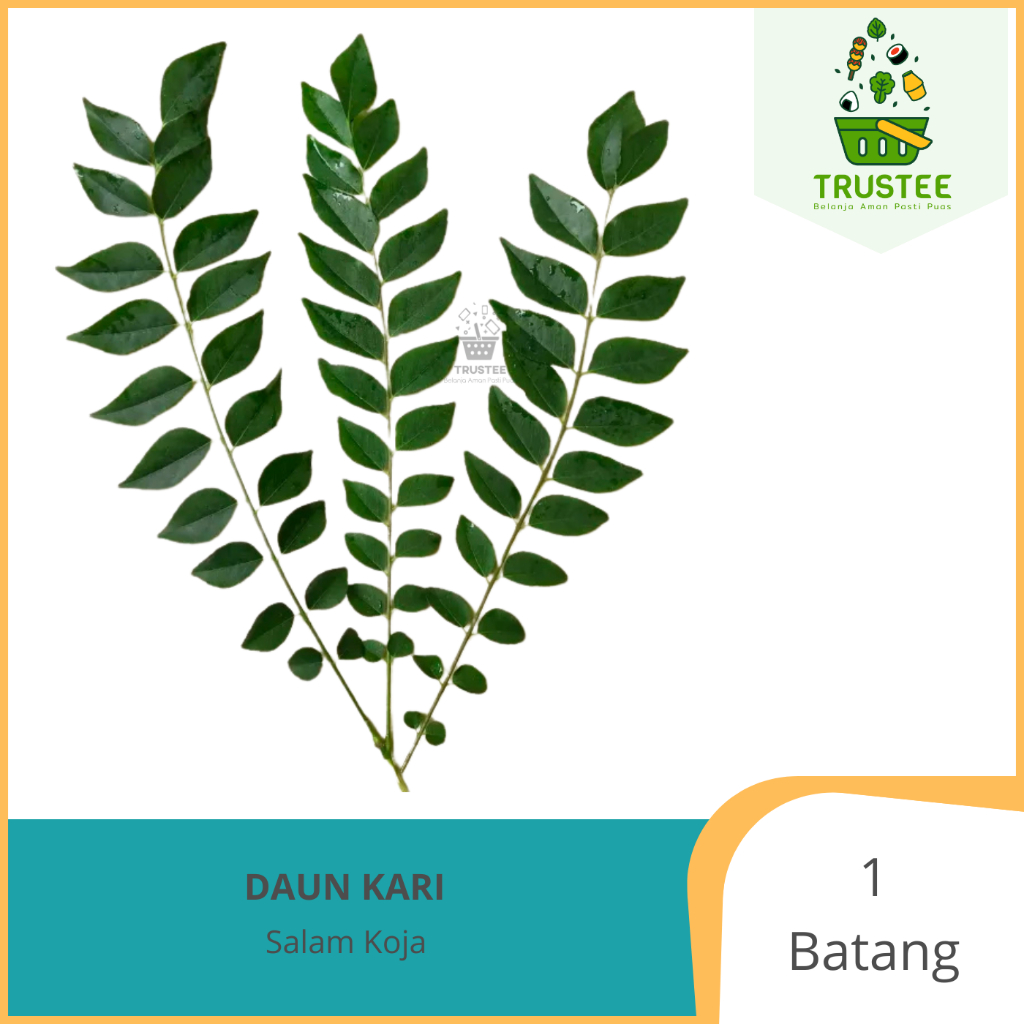 

Bumbu Daun kari / Salam Koja / curry leaf / Daun Kare Segar / Daun Curry gulai