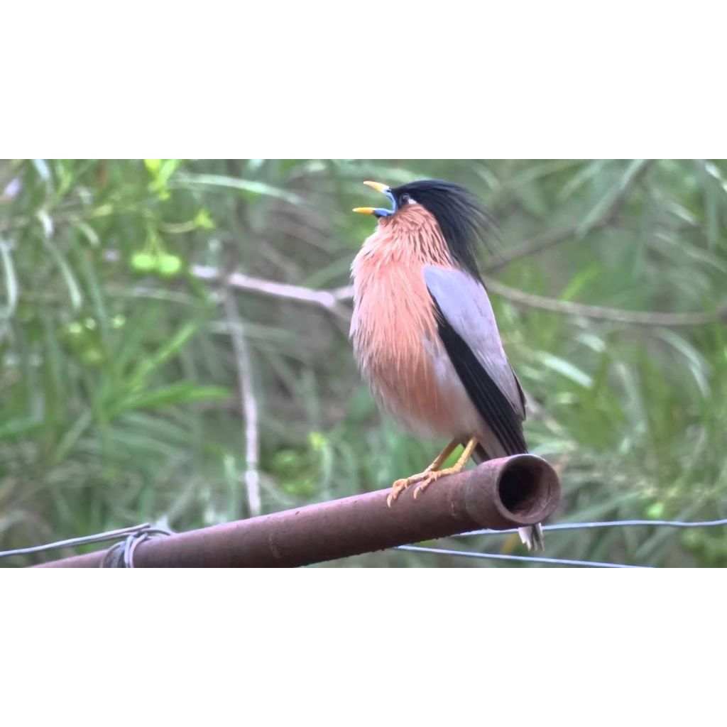 

telur burung fertil telur burung Brahma untuk ditetaskan