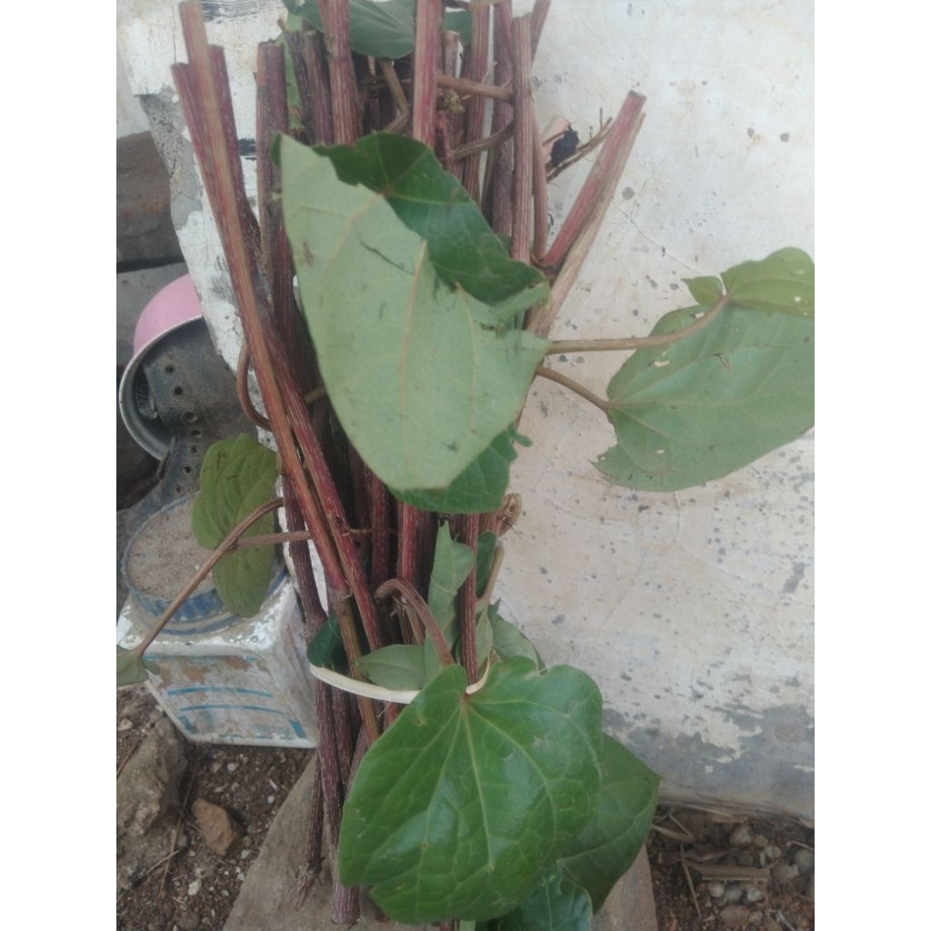 

batang sirih merah segar per ikat