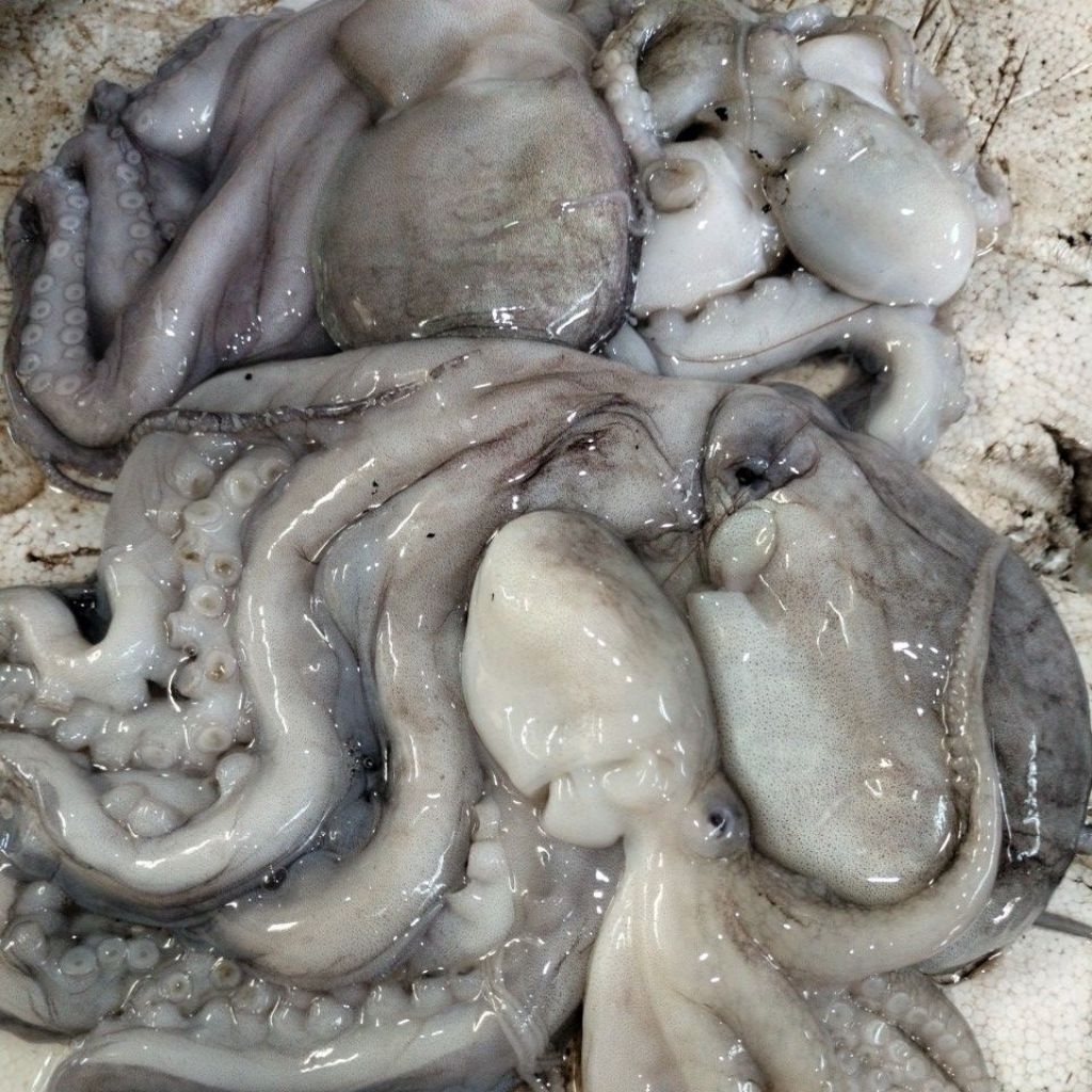 

BABY GURITA SEGAR 1KG