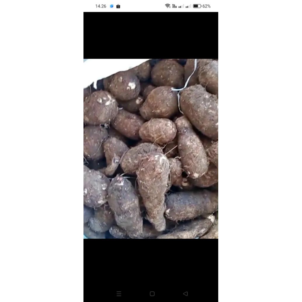 bibit talas super jumbo, /pohon lompong