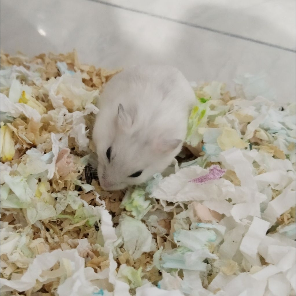 Hamster Winter White Pearl