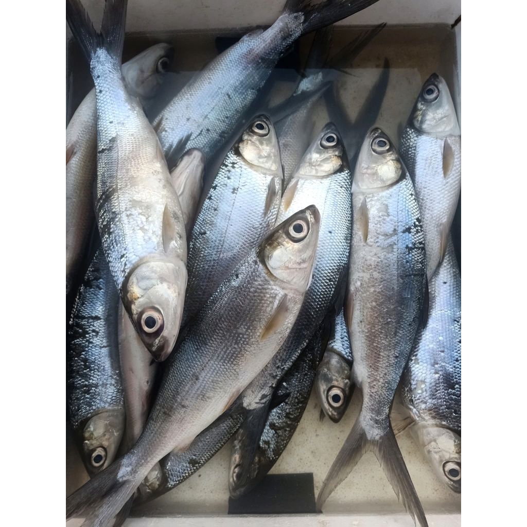 

ikan bandeng segar fresh 1 kg