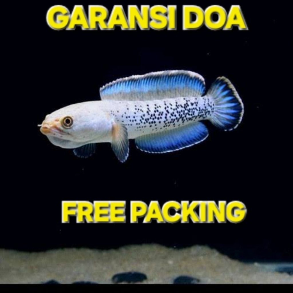 Stewarti Arunachal super grade GARANSI ORIGINAL