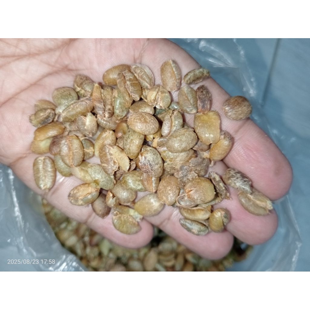 

BIJI KOPI ASLI ORGANIK KOPI EXCELSA