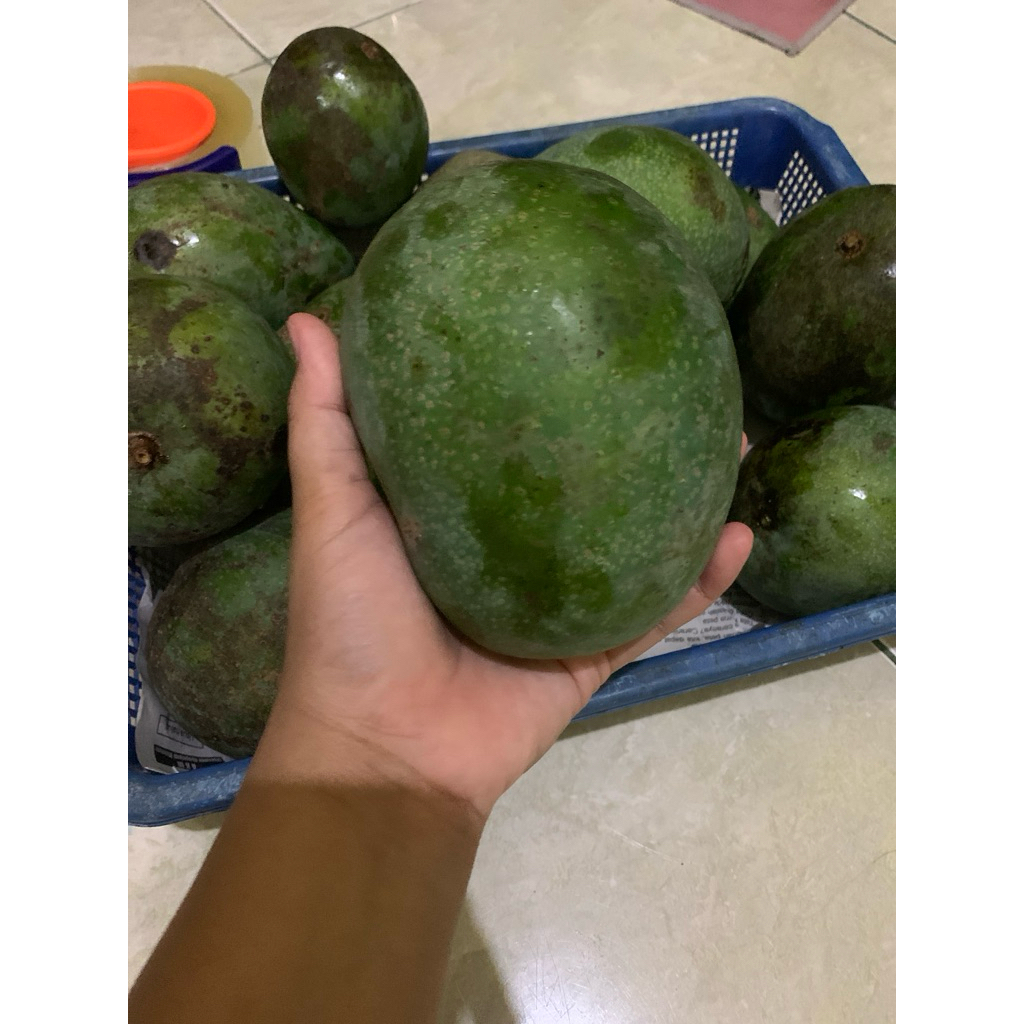 

Mangga Gadung Apel Mentah