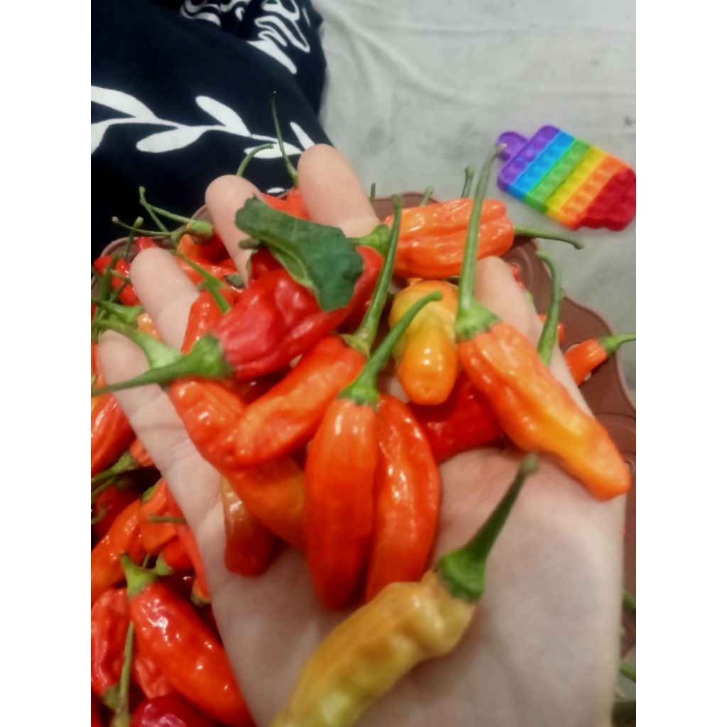 

Cabe Rawit/Cengek Segar Murah 250 Gram