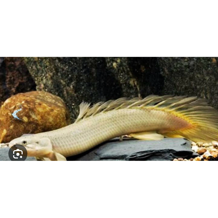 

sinwgalius hitam 12-15cm brkuwalitas