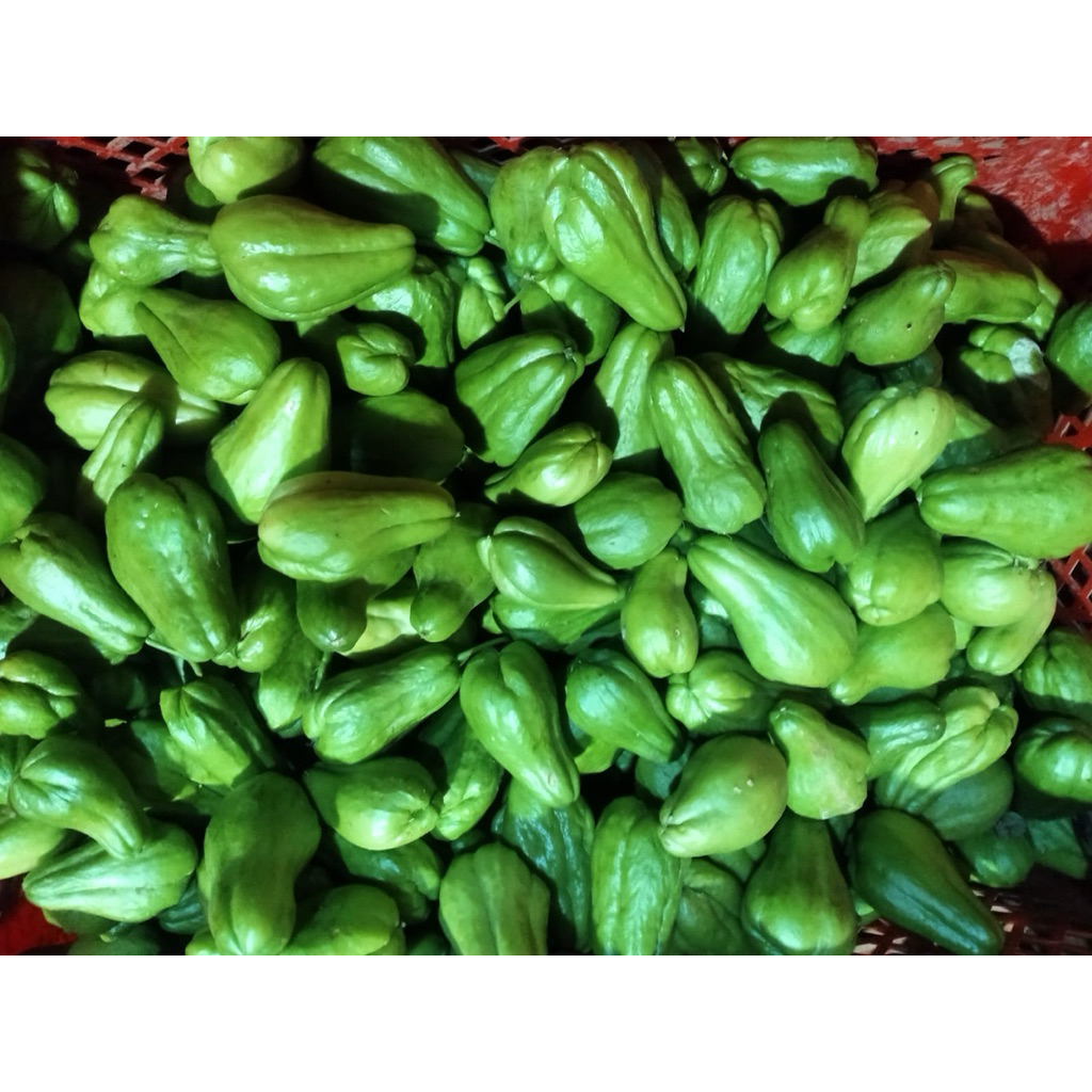 

labu baby fresh langsung di petik dari petani