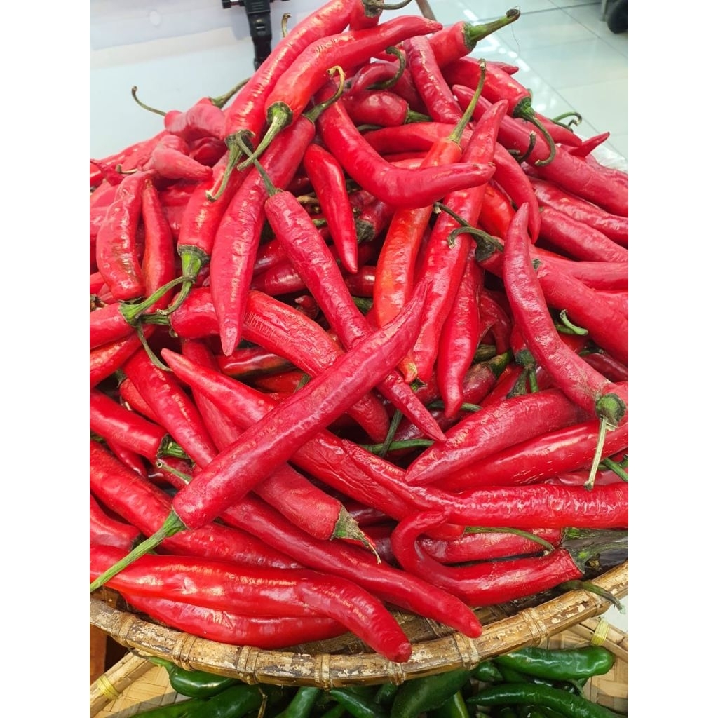 

LOMBOK CABE MERAH BESAR