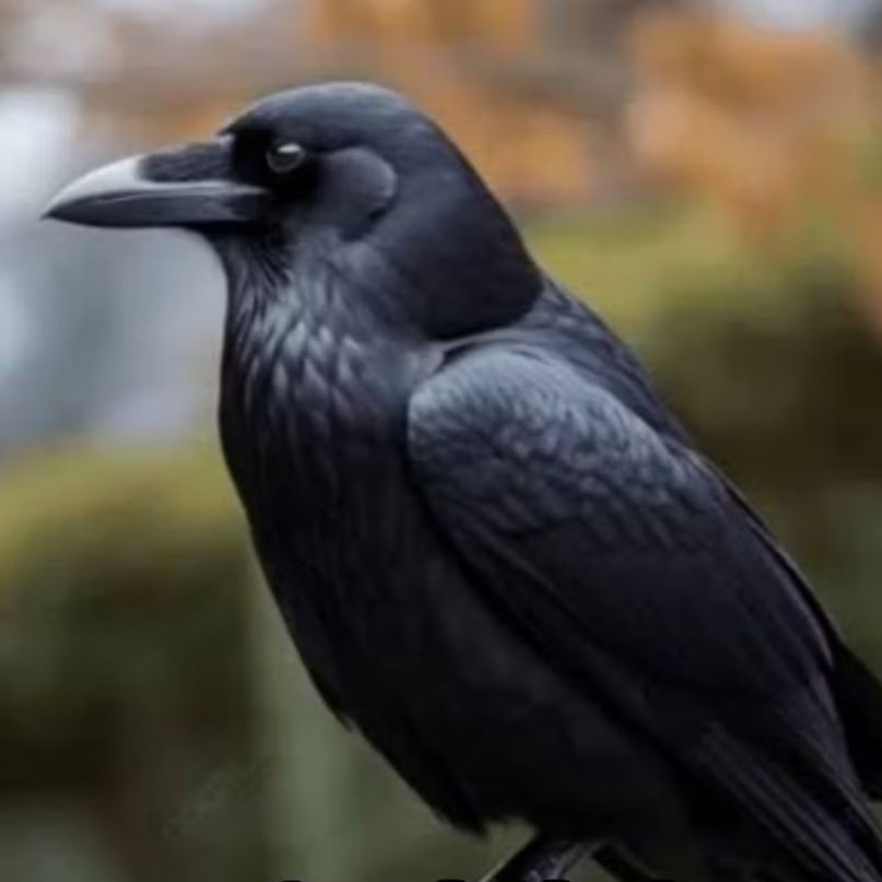 

(Promo Murah) 2 Telur burung Gagak hitam dijamin fertil siap tetas