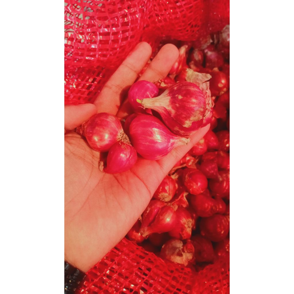 

Bawang Merah Brebes Garing Sring