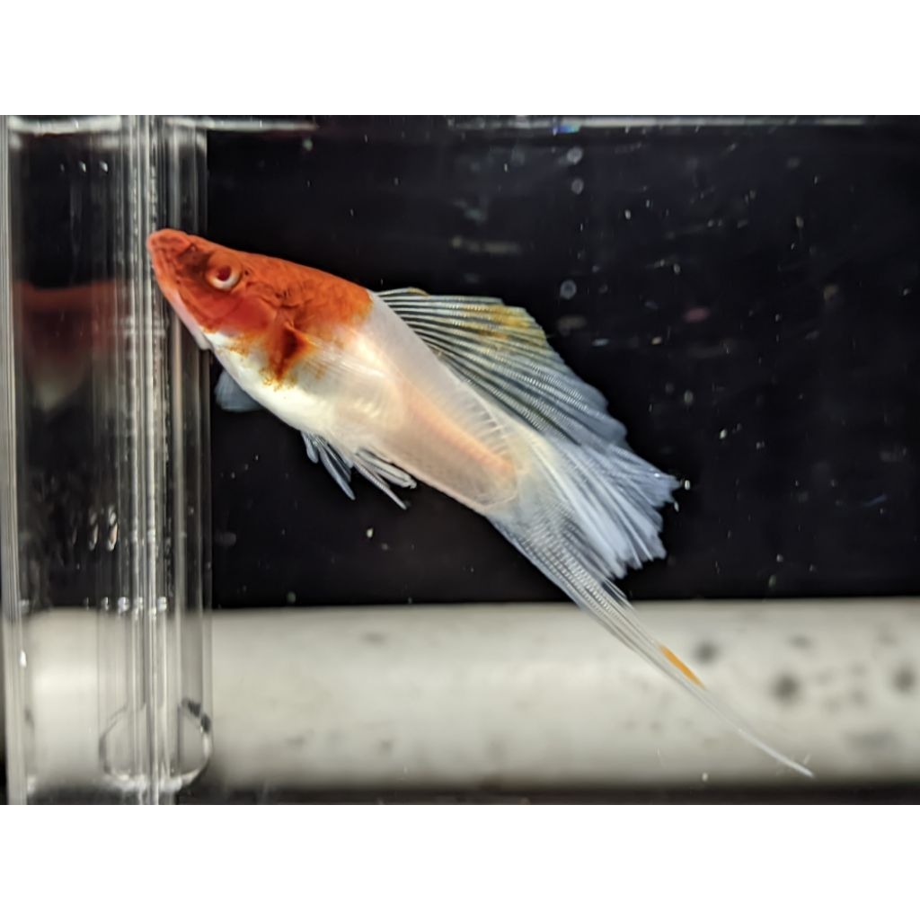 kohaku rossefine swordtail mata merah aksesoris aquarium